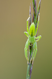 Micrommata virescens (Sparassidae)  - Micrommate émeraude - Green Spider Lozere [France] 22/05/2010 - 870m