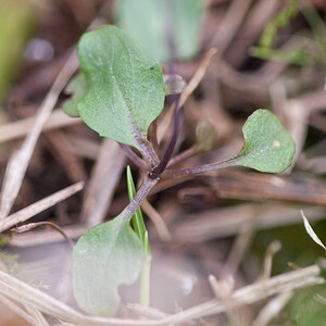 Microthlaspi perfoliatum (Brassicaceae)  - Petit-tabouret perfolié, Kandide perfoliée, Tabouret perfolié - Perfoliate Penny-cress Meuse [France] 14/05/2010 - 290m