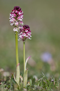 Neotinea ustulata (Orchidaceae)  - Néotinée brûlée, Orchis brûlé - Burnt Orchid Lozere [France] 27/05/2010 - 1120m