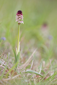 Neotinea ustulata (Orchidaceae)  - Néotinée brûlée, Orchis brûlé - Burnt Orchid Meuse [France] 14/05/2010 - 280m