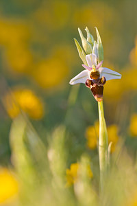 Ophrys scolopax (Orchidaceae)  - Ophrys bécasse Lozere [France] 27/05/2010 - 870m