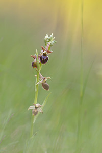 Ophrys x obscura (Orchidaceae)  - Ophrys obscurOphrys fuciflora x Ophrys sphegodes. Seine-et-Marne [France] 13/05/2010 - 130m