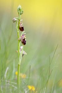 Ophrys x obscura (Orchidaceae)  - Ophrys obscurOphrys fuciflora x Ophrys sphegodes. Seine-et-Marne [France] 13/05/2010 - 130m