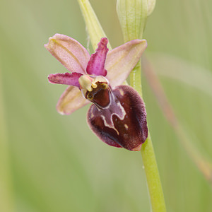 Ophrys x obscura (Orchidaceae)  - Ophrys obscurOphrys fuciflora x Ophrys sphegodes. Seine-et-Marne [France] 13/05/2010 - 140m