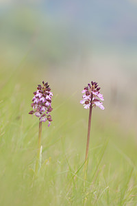 Orchis purpurea (Orchidaceae)  - Orchis pourpre, Grivollée, Orchis casque, Orchis brun - Lady Orchid Seine-et-Marne [France] 13/05/2010 - 140m