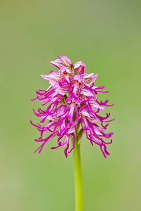 Orchis x spuria (Orchidaceae)  - Orchis bâtardOrchis anthropophora x Orchis militaris. Lozere [France] 28/05/2010 - 810m