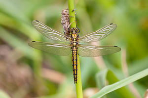 Orthetrum cancellatum (Libellulidae)  - Orthétrum réticulé - Black-tailed Skimmer Meuse [France] 16/05/2010 - 200m