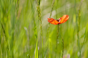 Papaver dubium (Papaveraceae)  - Pavot douteux, Petit coquelicot Lozere [France] 28/05/2010 - 830m