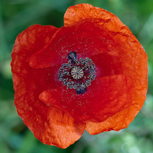 Papaver rhoeas (Papaveraceae)  - Coquelicot, Grand coquelicot, Pavot coquelicot - Common Poppy Lozere [France] 27/05/2010 - 830m