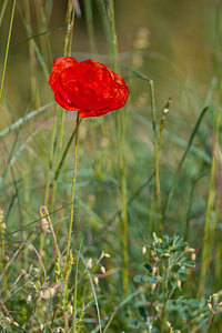 Papaver rhoeas (Papaveraceae)  - Coquelicot, Grand coquelicot, Pavot coquelicot - Common Poppy Lozere [France] 27/05/2010 - 830m