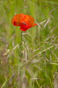 Papaver rhoeas (Papaveraceae)  - Coquelicot, Grand coquelicot, Pavot coquelicot - Common Poppy Lozere [France] 28/05/2010 - 830m