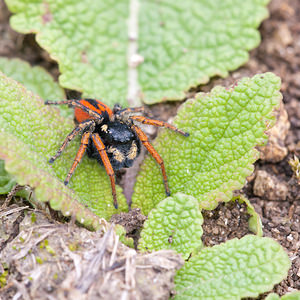 Philaeus chrysops (Salticidae)  - Saltique sanguinolent Seine-et-Marne [France] 13/05/2010 - 140m