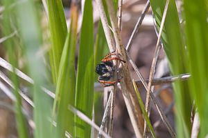 Philaeus chrysops (Salticidae)  - Saltique sanguinolent Meuse [France] 15/05/2010 - 290m