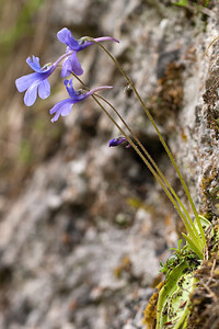 Pinguicula caussensis (Lentibulariaceae)  - Grassette des Causses Lozere [France] 28/05/2010 - 870m