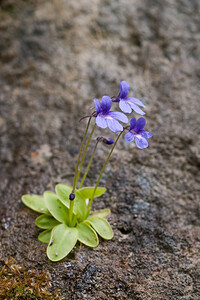 Pinguicula caussensis (Lentibulariaceae)  - Grassette des Causses Lozere [France] 28/05/2010 - 870m