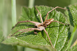 Pisaura mirabilis (Pisauridae)  - Pisaure admirable - Nursery Web Spider Aveyron [France] 26/05/2010 - 420m