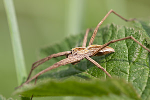 Pisaura mirabilis (Pisauridae)  - Pisaure admirable - Nursery Web Spider Aveyron [France] 26/05/2010 - 410m