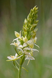 Platanthera chlorantha (Orchidaceae)  - Platanthère à fleurs verdâtres, Orchis vert, Orchis verdâtre, Plalatanthère des montagnes, Platanthère verdâtre - Greater Butterfly-orchid Lozere [France] 28/05/2010 - 820m