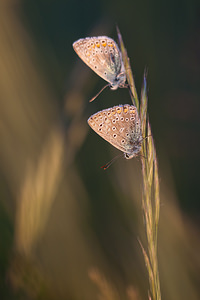 Polyommatus icarus (Lycaenidae)  - Azuré de la Bugrane, Argus bleu - Common Blue Herault [France] 23/05/2010 - 180m