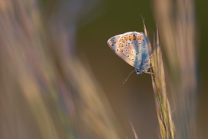 Polyommatus icarus (Lycaenidae)  - Azuré de la Bugrane, Argus bleu - Common Blue Herault [France] 23/05/2010 - 180m