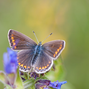 Polyommatus icarus (Lycaenidae)  - Azuré de la Bugrane, Argus bleu - Common Blue Seine-et-Marne [France] 13/05/2010 - 140m