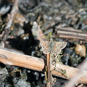 Pyrgus malvoides (Hesperiidae)  - Tacheté austral, Hespérie de l'Aigremoine, Hespérie de la Mauve du Sud Lozere [France] 25/05/2010 - 840m