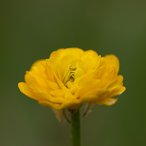 Ranunculus auricomus (Ranunculaceae)  - Renoncule tête-d'or, Renoncule à tête d'or - Goldilocks Buttercup Seine-et-Marne [France] 13/05/2010 - 130mune fleur multiple ce qui est peu courant,