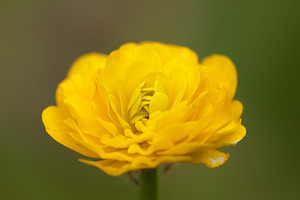 Ranunculus auricomus (Ranunculaceae)  - Renoncule tête-d'or, Renoncule à tête d'or - Goldilocks Buttercup Seine-et-Marne [France] 13/05/2010 - 130mune belle fleur multiple, pas courant?