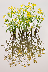Rorippa amphibia (Brassicaceae)  - Rorippe amphibie - Great Yellow-cress Marne [France] 16/05/2010 - 150m
