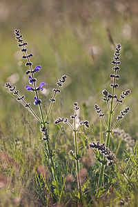 Salvia pratensis (Lamiaceae)  - Sauge des prés, Sauge commune - Meadow Clary Lozere [France] 27/05/2010 - 870m