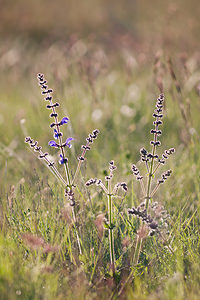 Salvia pratensis (Lamiaceae)  - Sauge des prés, Sauge commune - Meadow Clary Lozere [France] 27/05/2010 - 870m