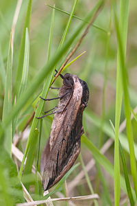 Sphinx ligustri (Sphingidae)  - Sphinx du Troène - Privet Hawk-moth Meuse [France] 15/05/2010 - 290m