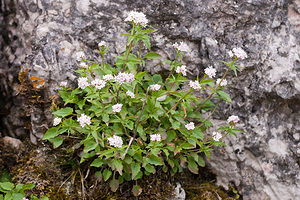 Valeriana tripteris (Caprifoliaceae)  - Valériane triséquée, Valériane à trois folioles Lozere [France] 27/05/2010 - 1130m