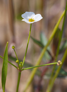 Baldellia ranunculoides (Alismataceae)  - Baldellie fausse Renoncule, Flûteau fausse renoncule - Lesser Water-plantain Nord [France] 05/06/2010 - 10m