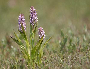 Dactylorhiza incarnata (Orchidaceae)  - Dactylorhize incarnat, Orchis incarnat, Orchis couleur de chair - Early Marsh-orchid Nord [France] 05/06/2010 - 10m