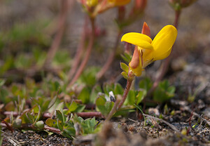 Lotus tenuis (Fabaceae)  - Lotier ténu, Lotier à feuilles ténues, Lotier glabre, Lotier à feuilles étroites - Narrow-leaved Bird's-foot-trefoil Nord [France] 05/06/2010 - 10m