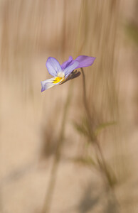 Viola tricolor subsp. curtisii (Violaceae)  - Violette de Curtis, Pensée de Curtis Nord [France] 05/06/2010 - 10m