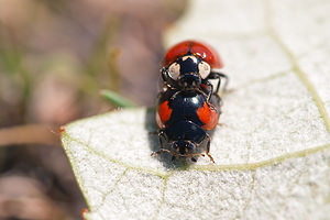 Adalia bipunctata (Coccinellidae)  - Coccinelle à deux points - Two-spot Ladybird Nord [France] 18/07/2010 - 20mM?le forme typique et femelle forme quadrimaculata