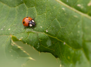 Adalia bipunctata (Coccinellidae)  - Coccinelle à deux points - Two-spot Ladybird Pas-de-Calais [France] 25/07/2010forme typique