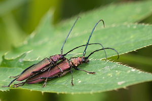 Aromia moschata (Cerambycidae)  - Parfumeur, Aromie musquée, Capricorne musqué - Musk Beetle Pas-de-Calais [France] 25/07/2010