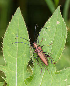 Aromia moschata (Cerambycidae)  - Parfumeur, Aromie musquée, Capricorne musqué - Musk Beetle Pas-de-Calais [France] 25/07/2010