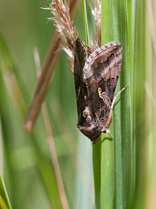 Autographa gamma (Noctuidae)  - Gamma - Silver Y Nord [France] 18/07/2010 - 20m