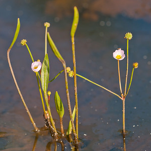 Baldellia ranunculoides (Alismataceae)  - Baldellie fausse Renoncule, Flûteau fausse renoncule - Lesser Water-plantain Marne [France] 11/07/2010 - 240m