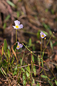 Baldellia ranunculoides (Alismataceae)  - Baldellie fausse Renoncule, Flûteau fausse renoncule - Lesser Water-plantain Marne [France] 11/07/2010 - 250m