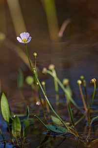 Baldellia ranunculoides (Alismataceae)  - Baldellie fausse Renoncule, Flûteau fausse renoncule - Lesser Water-plantain Marne [France] 11/07/2010 - 250m