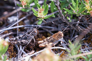 Calliptamus barbarus (Acrididae)  - Caloptène ochracé, Criquet de Barbarie Meuse [France] 12/07/2010 - 340m