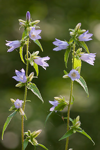 Campanula trachelium (Campanulaceae)  - Campanule gantelée, Gant de Notre-Dame, Ortie bleue - Nettle-leaved Bellflower Aisne [France] 10/07/2010 - 210m