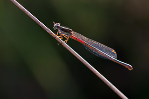 Ceriagrion tenellum (Coenagrionidae)  - Agrion délicat - Small Red Damselfly Marne [France] 11/07/2010 - 250m