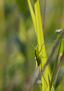 Conocephalus fuscus (Tettigoniidae)  - Conocéphale bigarré, Xiphidion Brun - Long-winged Conehead Nord [France] 24/07/2010 - 10m