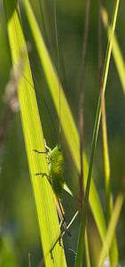 Conocephalus fuscus (Tettigoniidae)  - Conocéphale bigarré, Xiphidion Brun - Long-winged Conehead Nord [France] 24/07/2010 - 10m